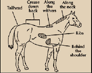 Feeding and Management of Horses Prone to Laminitis - Triple Crown Feed