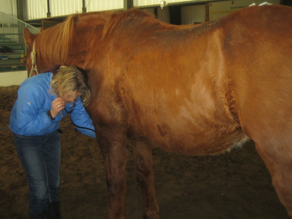 horse emergency vet