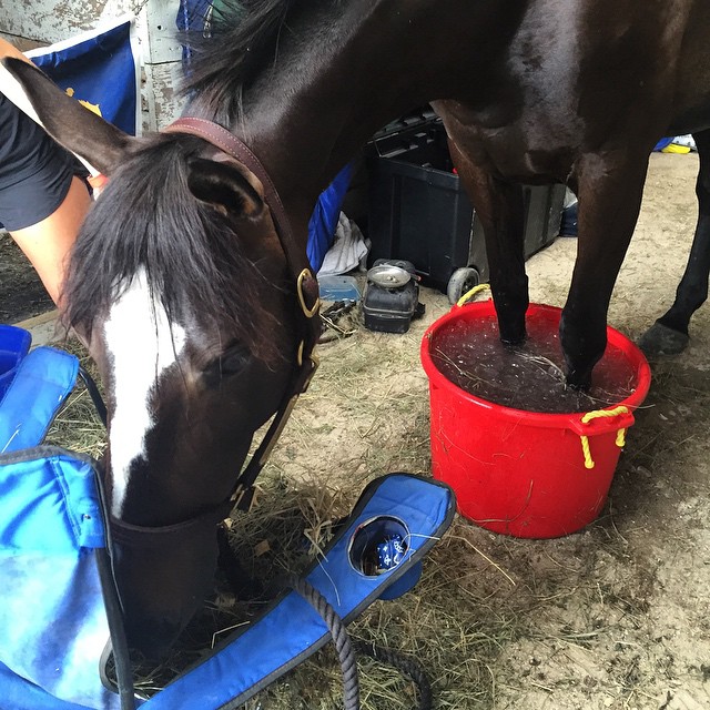 horse ice bucket