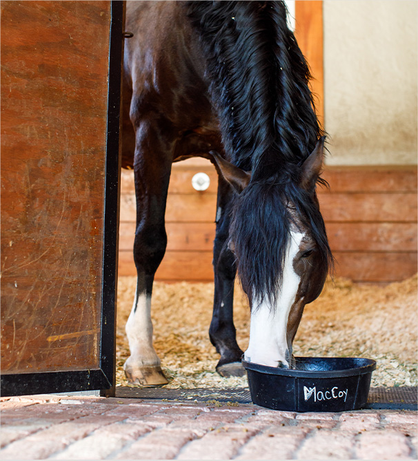 Choke 101- Caring for a Horse That Has Choked - Triple Crown Feed